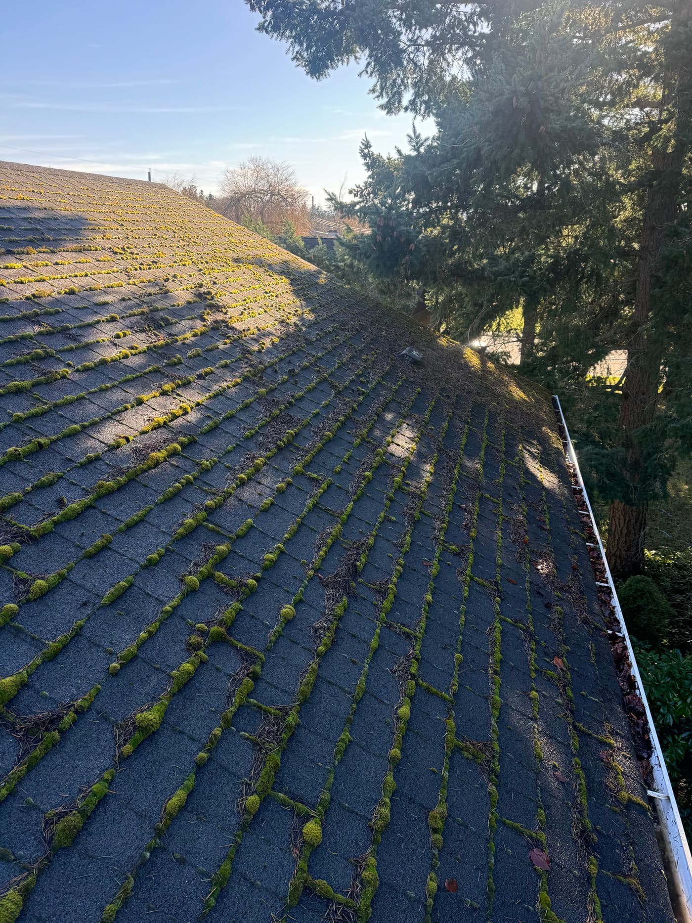 Roof heavily covered in green moss before soft washing, Victoria BC